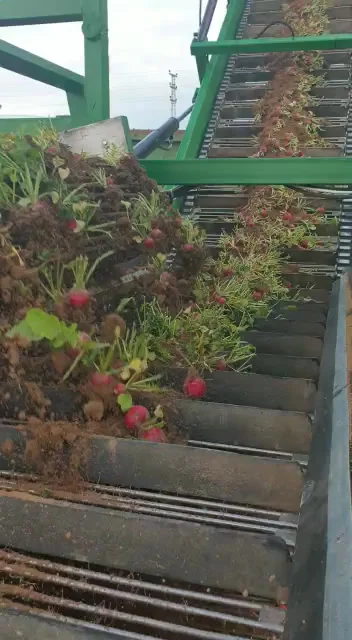 קומביין לאסיף צנונית