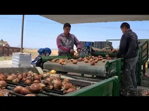 מערך למיון בצל בשטח